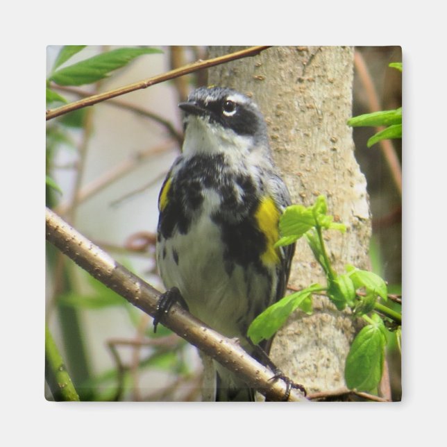 Imán Magnet Warbler (Frente)