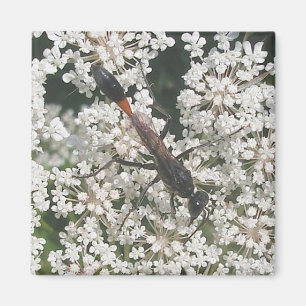 Imán Magnet Wasp rojo y negro