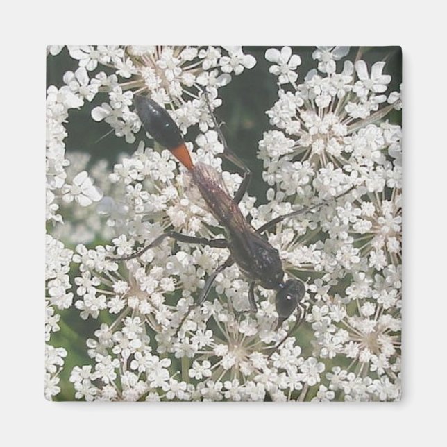 Imán Magnet Wasp rojo y negro (Frente)
