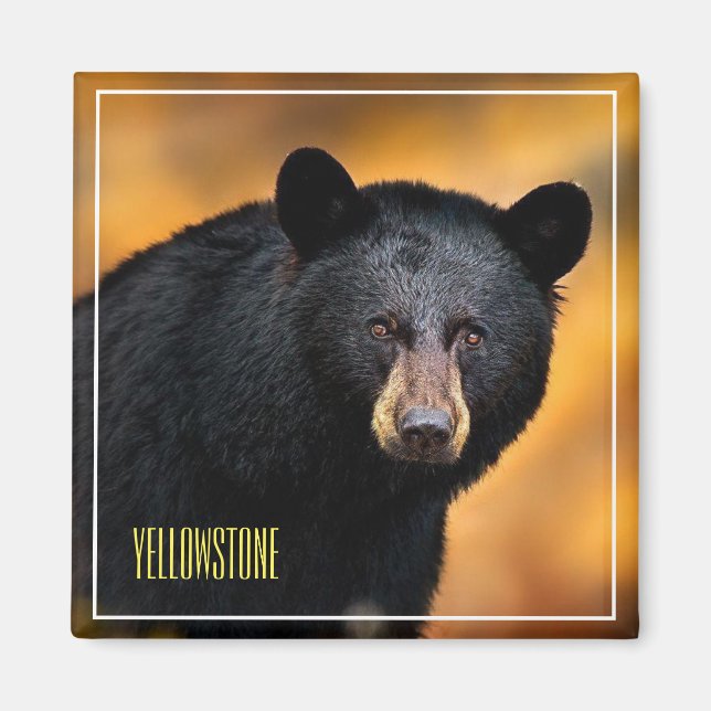 Imán Magnet Yellowstone Black Bear (Frente)