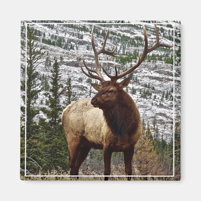 Imán Magnet Yellowstone Elk (Frente)