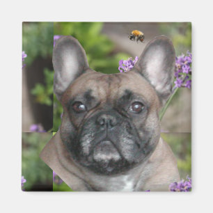 Imán Magneto de Bulldog Francés