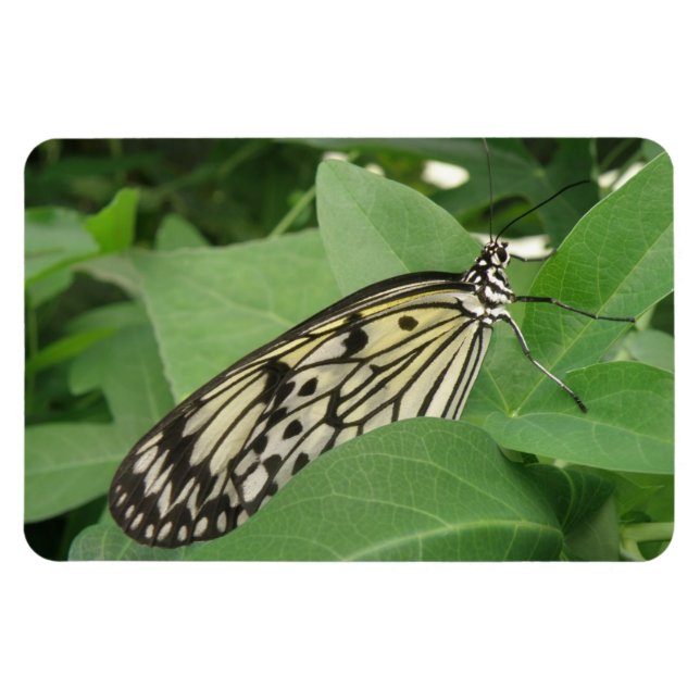 Imán Magnetoscopía de la mariposa de la cometa de papel (Horizontal)