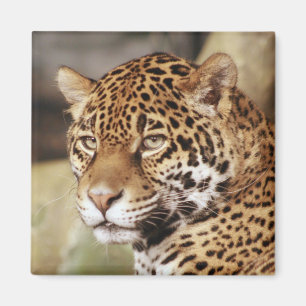 Imán Magnetoscopio cuadrado de Jaguar