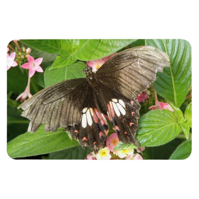 Imán Magnetoscopio de flexi macro de mariposa escarlata (Horizontal)