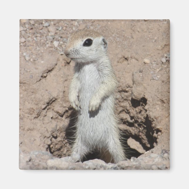 Imán Magnetoscopio de la ardilla de rango de alimentaci (Frente)