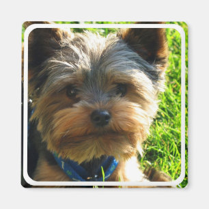 Imán Magnetoscopio de Yorkshire Terrier Square
