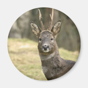 Imán Magnetoscopio Roe Deer Buck