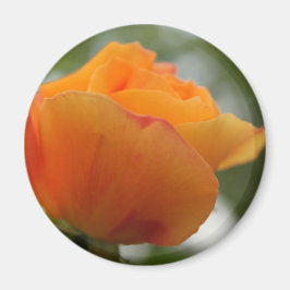 Imán Magnífica fotografía de flores de rosa amarillo.