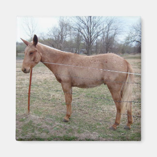 Imán ¡Magnífica Mule!