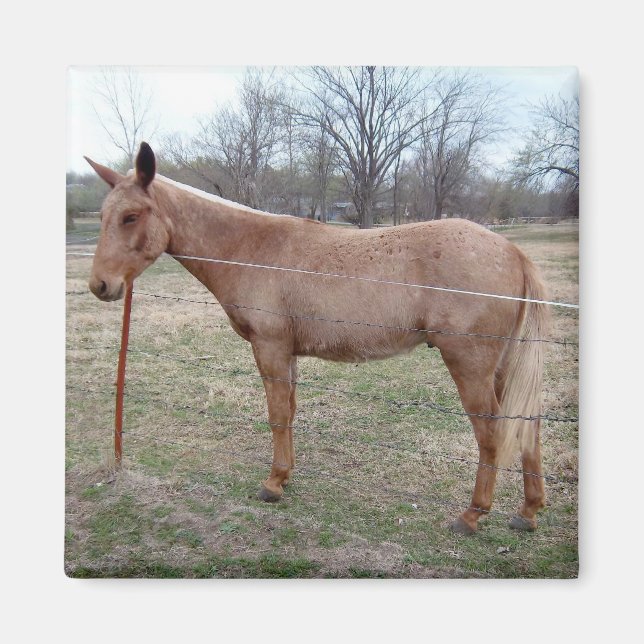 Imán ¡Magnífica Mule! (Frente)