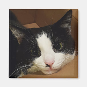 Imán Magnífico de gatos de Tuxedo