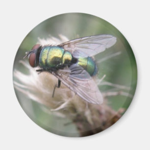 Imán Magnífico de la mosca de la botella verde