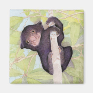 Imán Magnífico de la tapa del oso solar