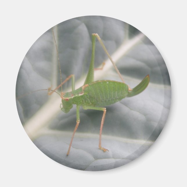 Imán Magnífico de macro críquet verde (Frente)