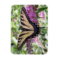 Magnífico de mariposa de cola tragada