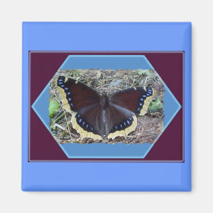 Imán Magnífico de mariposa de ropa de luto