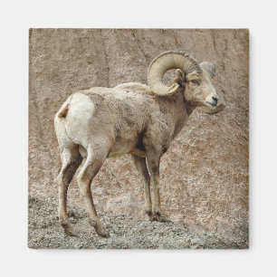 Imán Magnífico de oveja bighorn