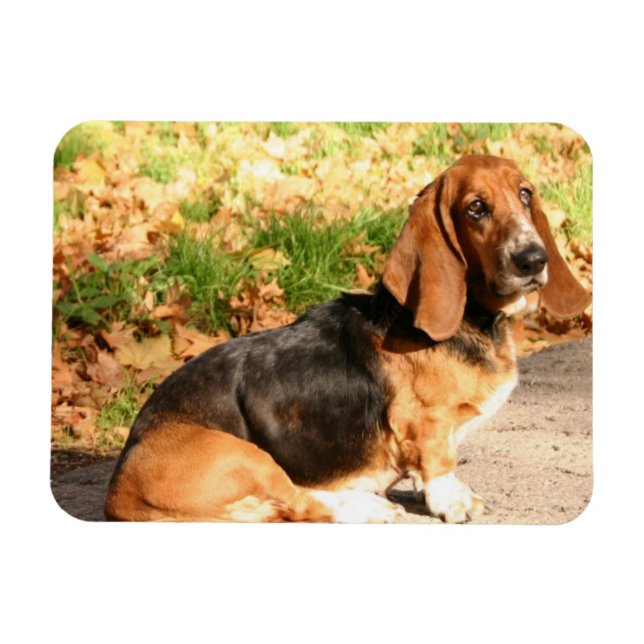 Imán Magnífico flexible del hebilla de basset sentada (Horizontal)