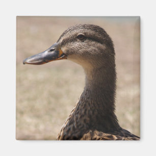 Imán Magnífico Pato Posando Magnate Fotográfico