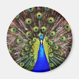 Imán Magnífico Peacock