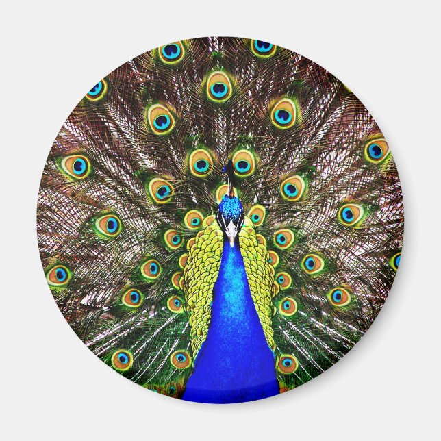 Imán Magnífico Peacock (Frente)