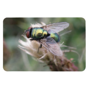 Imán Magnífico premium Fly de frasco verde