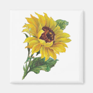 Imán Magníficos de girasol vintage