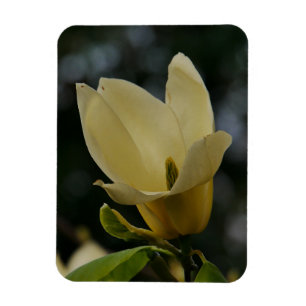 Imán Magnolia Amarilla Magnolia Magnet