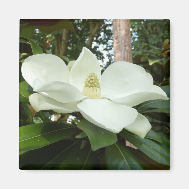 Imán Magnolia Grandiflora Magnet (Frente)
