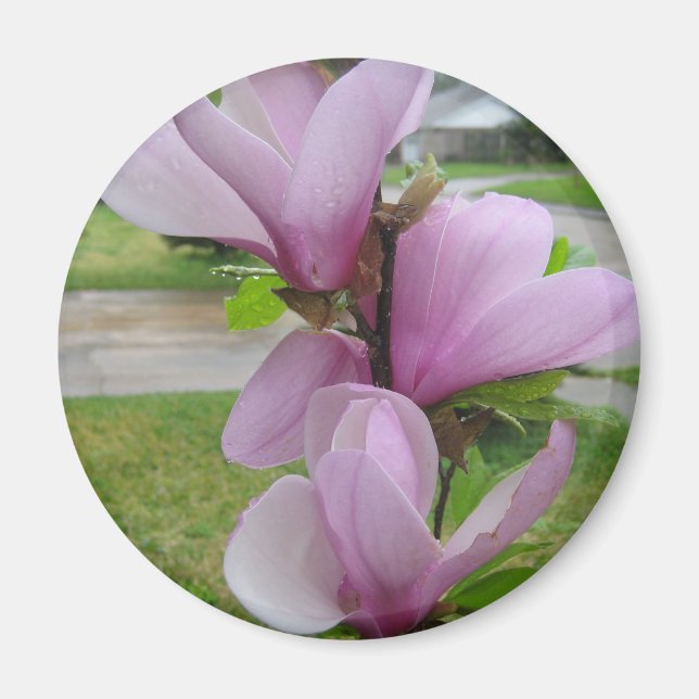 Imán Magnolia japonesa (Frente)