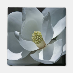 Imán Magnolia - Magnet