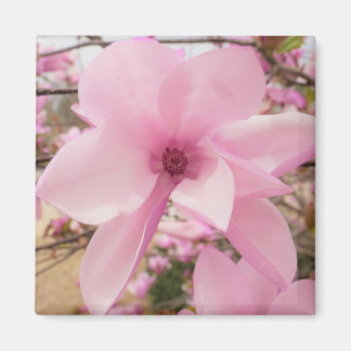 Imán Magnolia rosa Flower Square Magnet