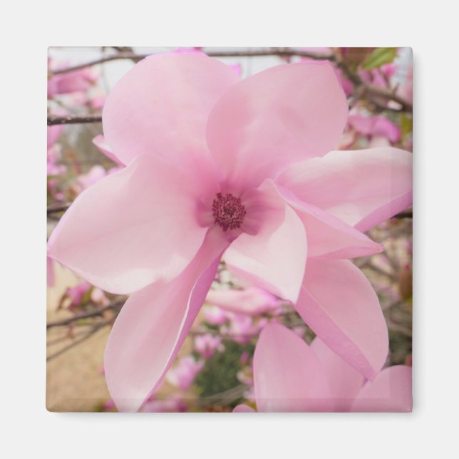 Imán Magnolia rosa Flower Square Magnet (Frente)