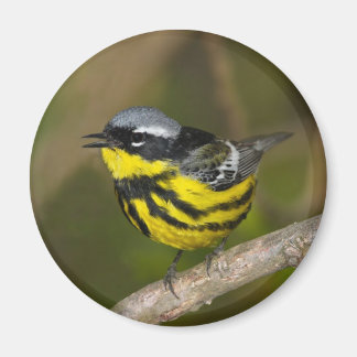 Imán Magnolia Warbler