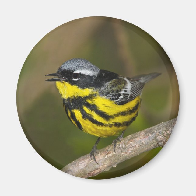 Imán Magnolia Warbler (Frente)
