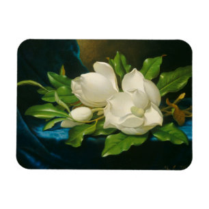 Imán Magnolias gigantes en un paño azul del terciopelo