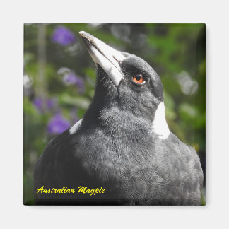 Imán Magpie australiano