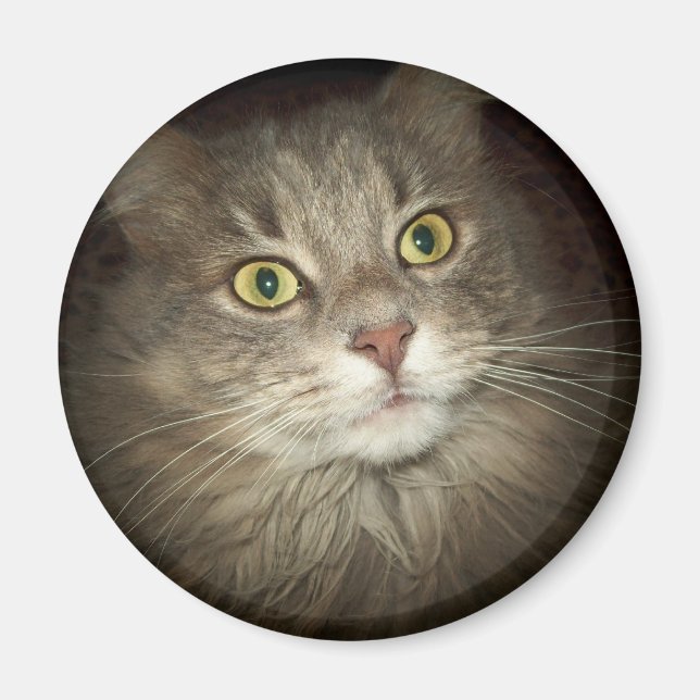 Imán Maine Coon (Frente)