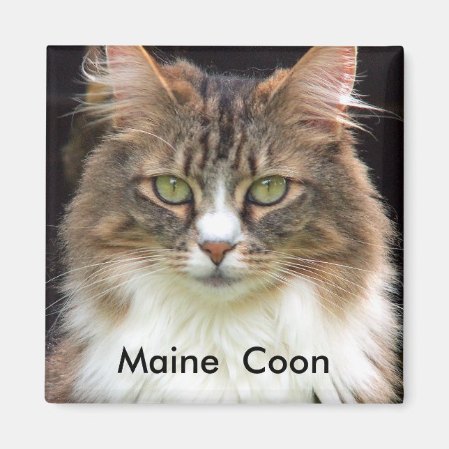 Imán Maine Coon (Frente)