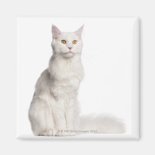 Imán Maine Coon (8 meses de edad) en sesión (Frente)