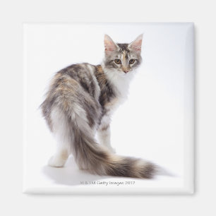Imán Maine Coon cat