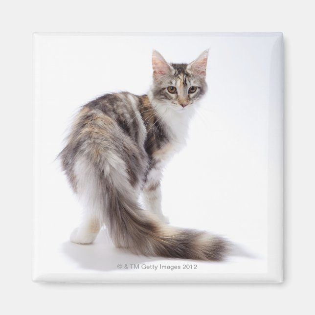 Imán Maine Coon cat (Frente)