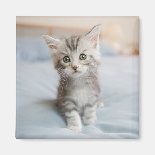 Imán Maine Coon Kitten (Frente)