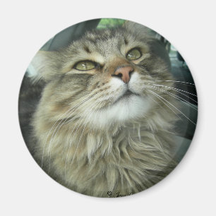Imán Maine Coon kitty