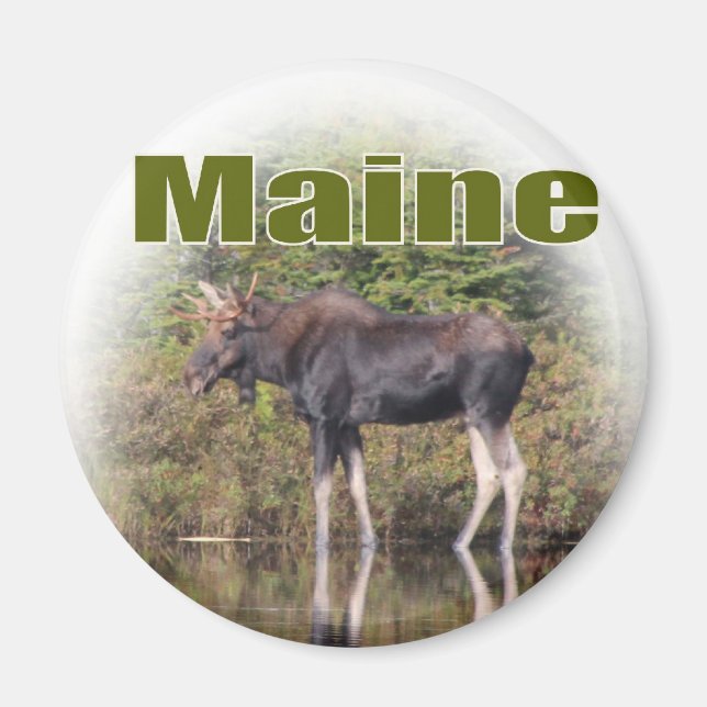 Imán Maine Moose (Frente)