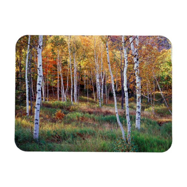 Imán Maine, Parque Nacional Acadia, Otoño (Horizontal)