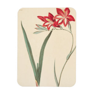 Imán Maíz-Bandera magnífica