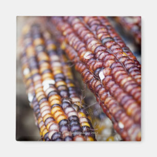 Imán Maíz indio en el Greenmarket Union Square, Nueva Y