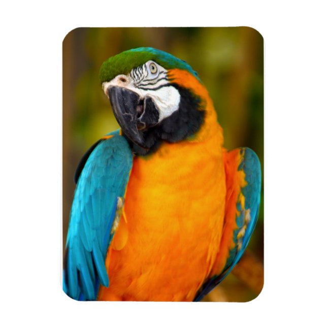 Imán Majestic Macaw (Vertical)